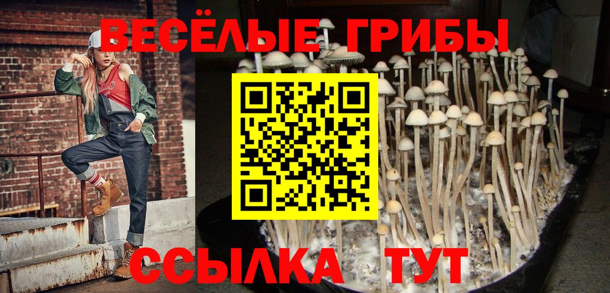 Псилоцибиновые грибы Psilocybe Кондопога